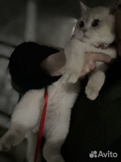 Голубая золотая шиншилла