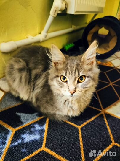 Котята мейн-кун