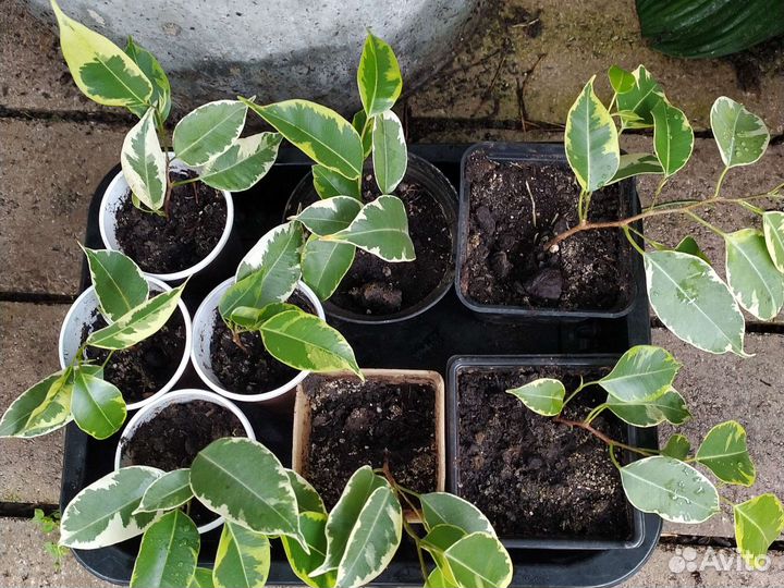 Рассада фикус, фиалки, горький перец
