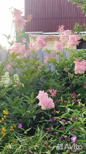 Лабазник / таволга, Ирисы, Фиалка садовая, Герань