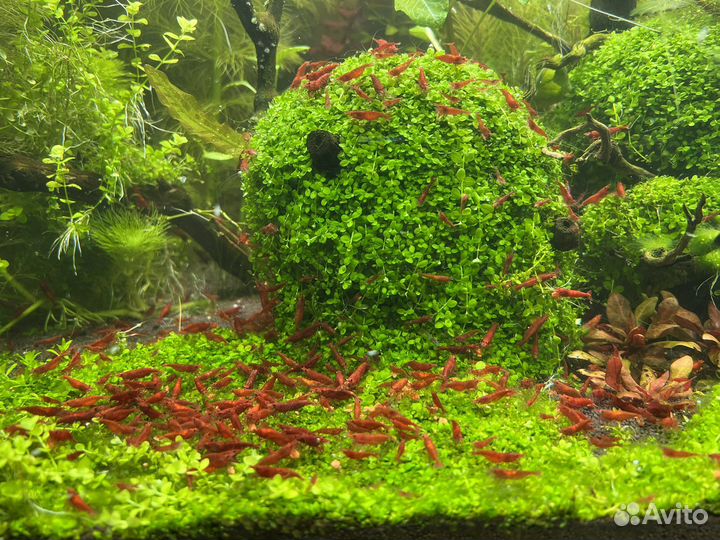 Аквариумные растения и креветки