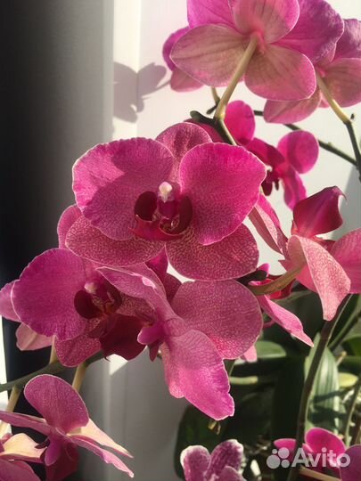 Цветочная композиция орхидей на свадьбы, юбилеи