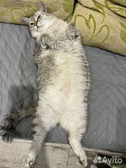 Кошки бесплатно