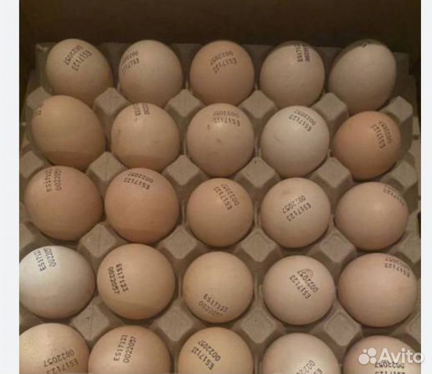 Инкубационное яйцо