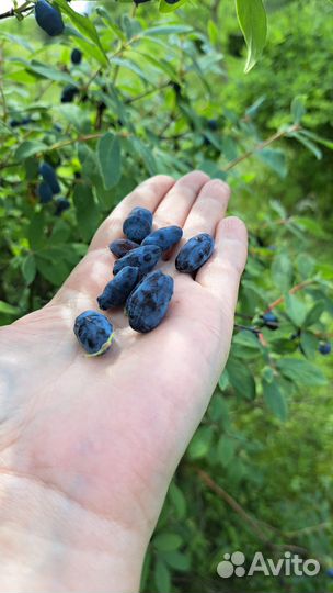 Жимолость ягоды