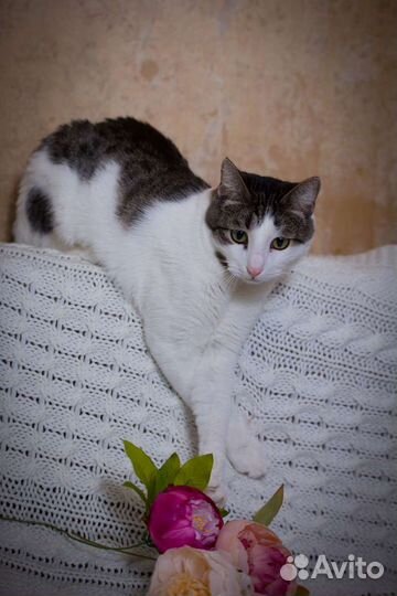 Весёлый котик Лёлик ждёт семью