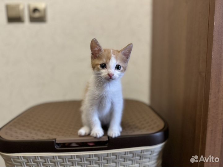 Котята