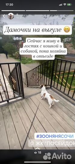 Выгул, зооняня, передержка, Догситтер Центр