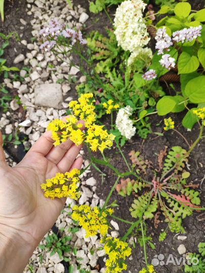 Букет сухоцветы статица