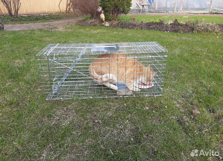 Клетка кошколовка Аренда