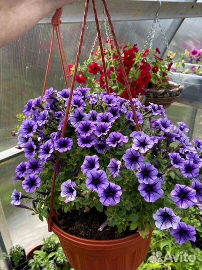Петуния Литлтунья Блю Вейн рассада доставка