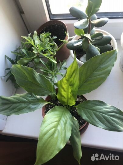 Спатифиллум, толстянка