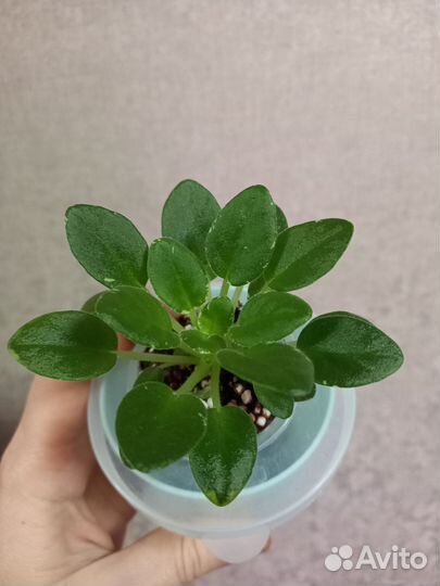 Фиалка Н Подснежник