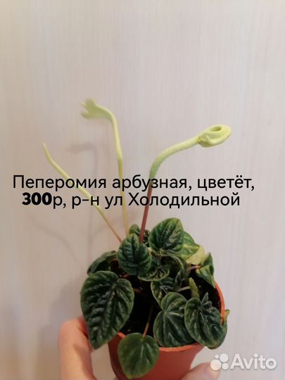 Пеперомия, замиакулькас