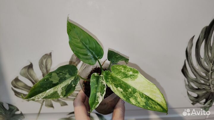 Очень много красивых цветов