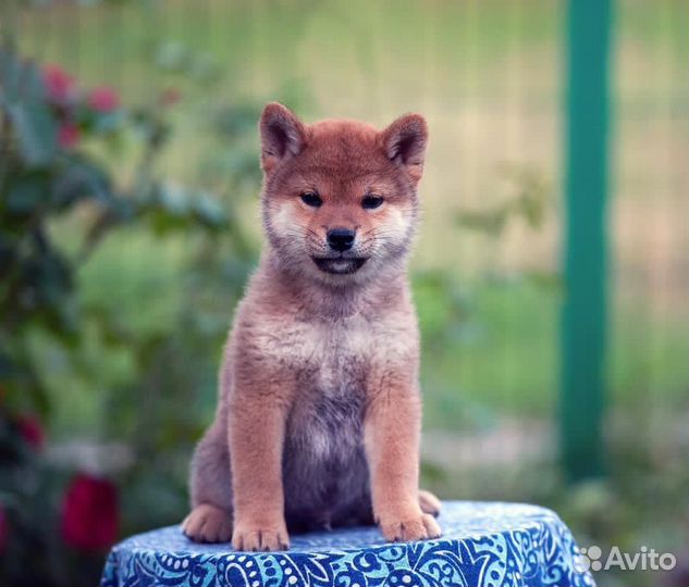 Шиба ину щенки