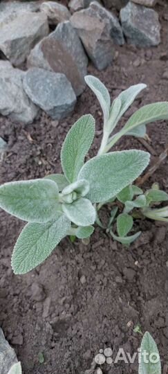 Чистец Заячьи ушки