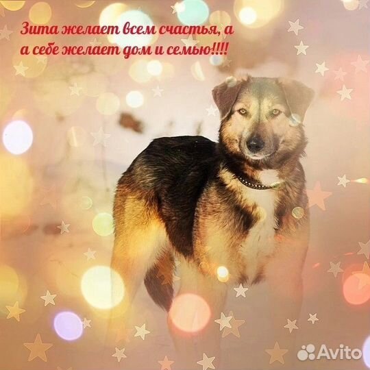 Собака в добрые руки