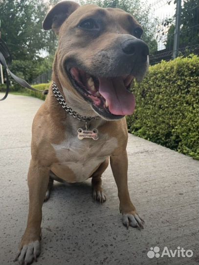 Адресник для собак