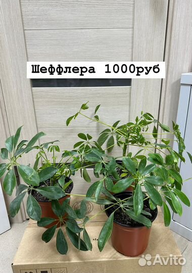 Комнатные домашние растения