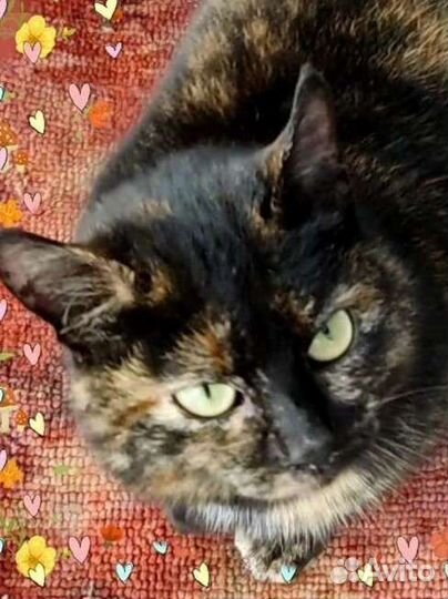 Кошка Мила, 1 год