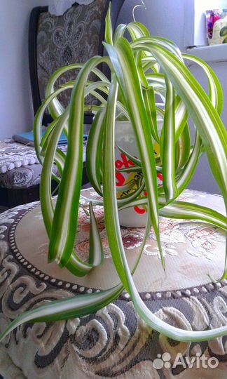 Хлорофитум