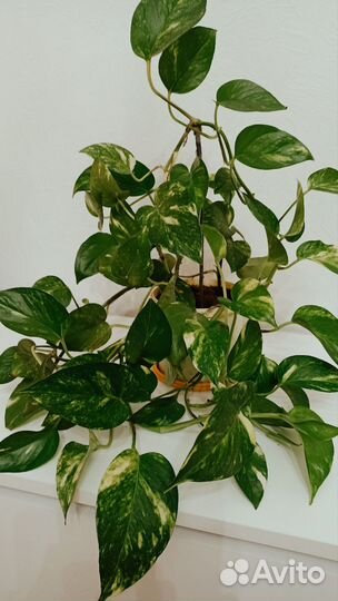 Сциндапсус поемиум