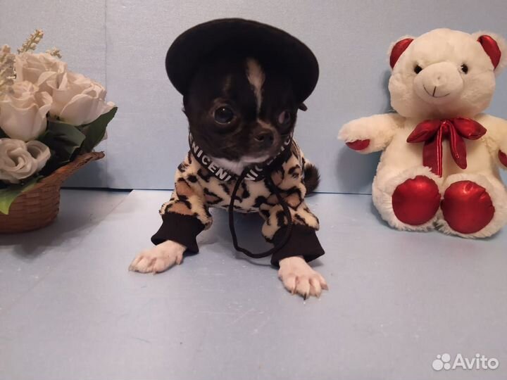 Миниатюрный мальчик чихуахуа