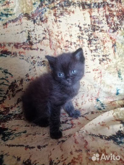 Отдам бесплатно