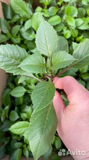 Георгины укорененные черенки