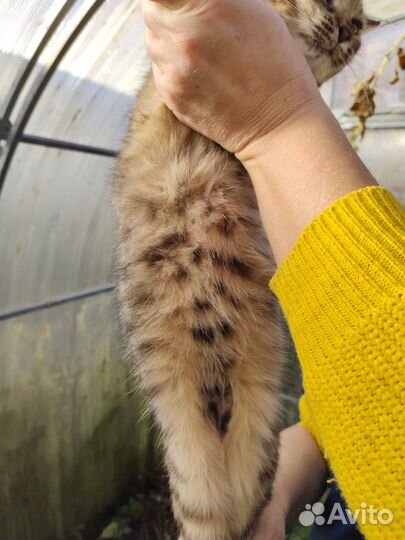 Котенок тигренок ищет домик