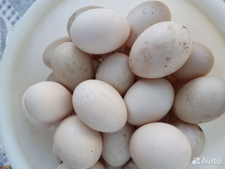 Яйца утиные