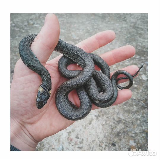 Герпетолог с выездом на дом