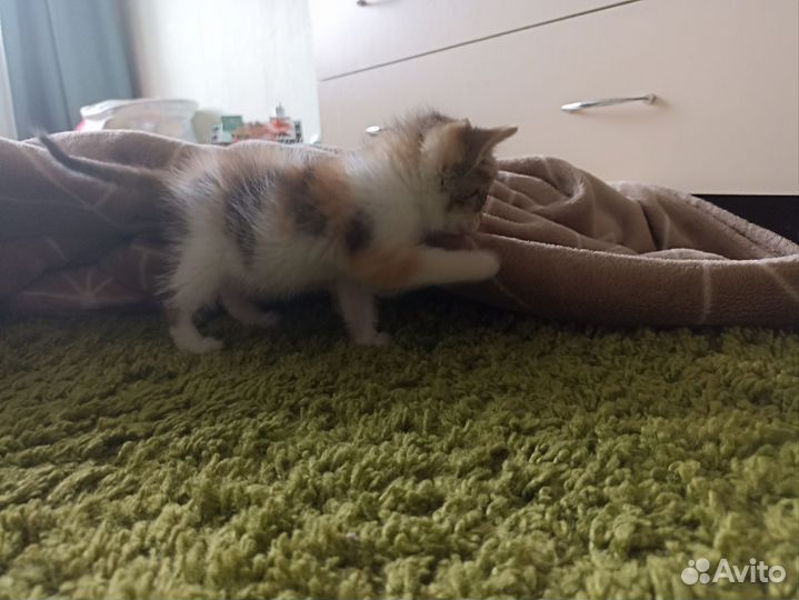 Кошка