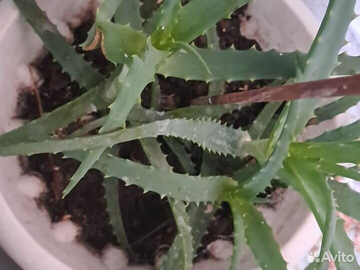 Алоэ столетник