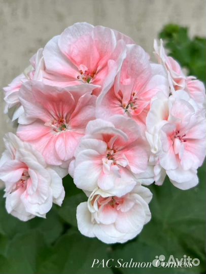 Пеларгония Сортовая