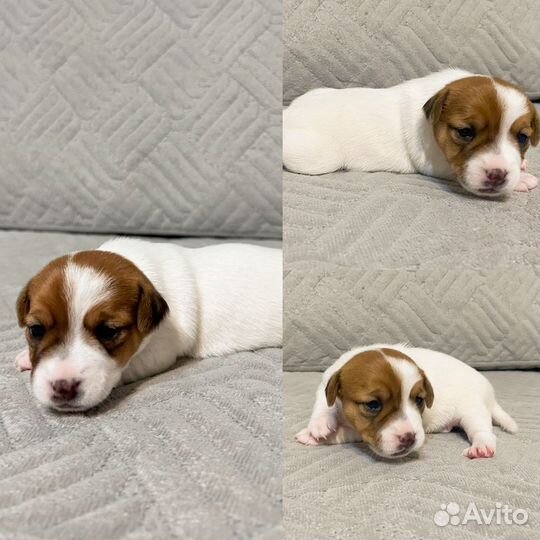 Щенки джек рассел