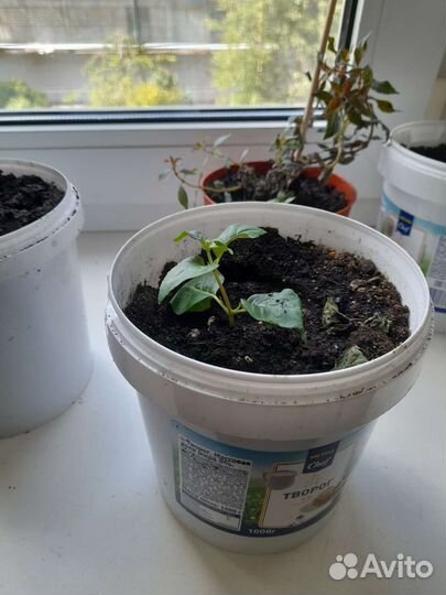 Комнатные цветы фуксия