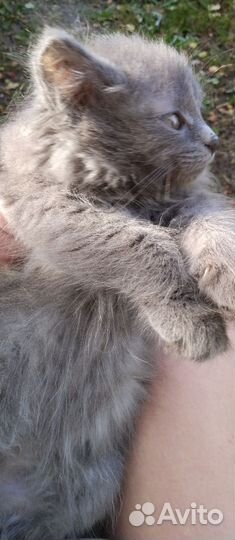 Отдам бесплатно