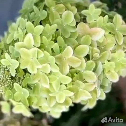 Гортензия металлика metalika