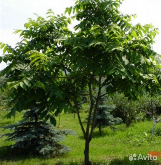 Маньчжурский орех саженцы