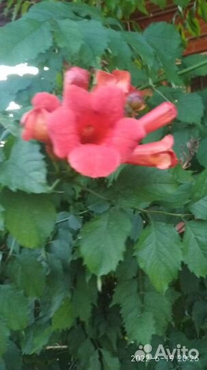 Кампсис лиана