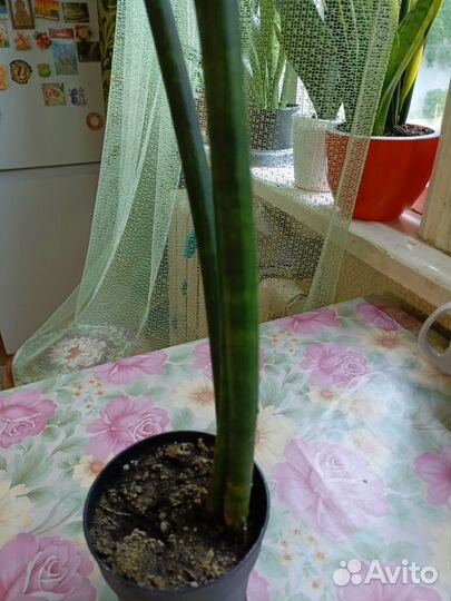 Сансевиерия сортовая чашка,цилиндр