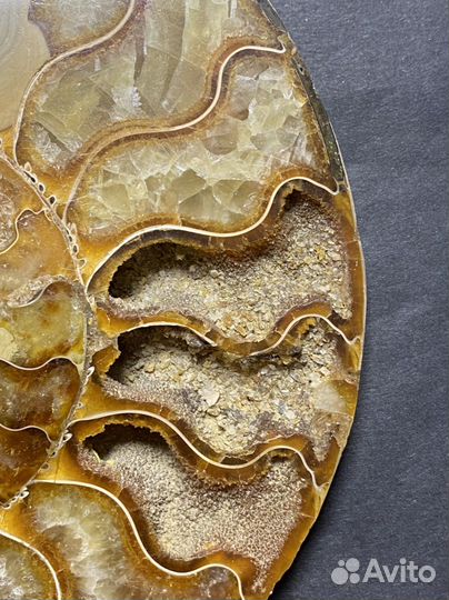 Аммонит срез Окаменелости аммониты