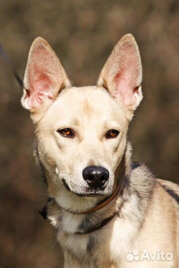 Щенок-подросток Балу в надежные руки бесплатно