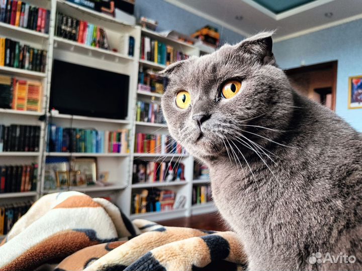 Шотландская