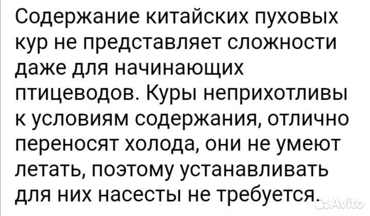 Китайская хохлатая пуховая