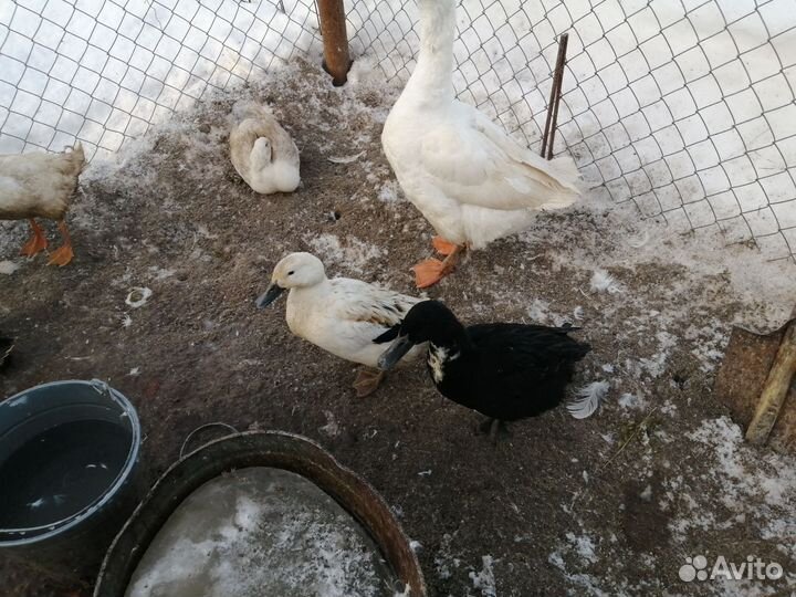 Яйца индийского бегунка, инкубационные