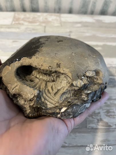 Окаменелости аммониты