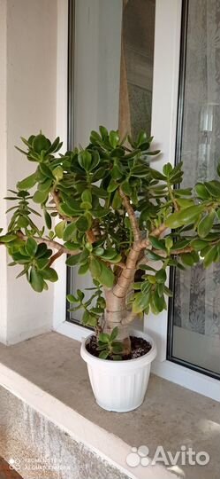 Комнатные растения цветы